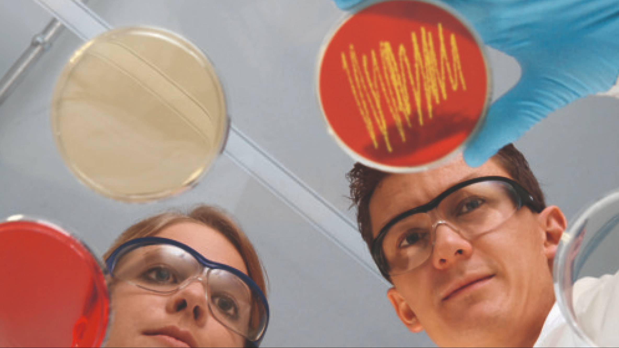 Un homme et une femme, avec des lunettes de protection de laboratoire, manipulent plusieurs boîtes de Pétri avec des échantillons